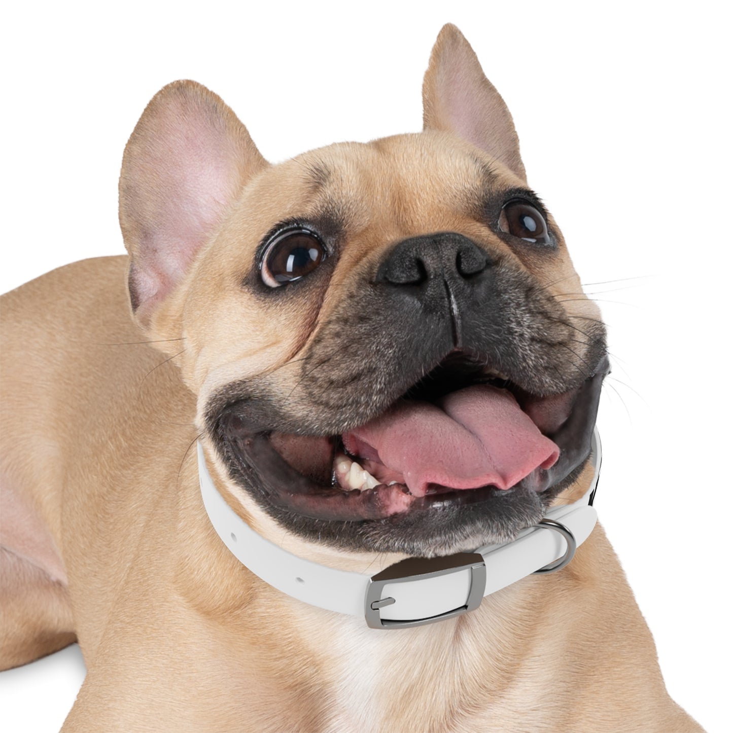 KaisPaws SMALL Dog Collar – Pet Accessory for Stylish Dogs