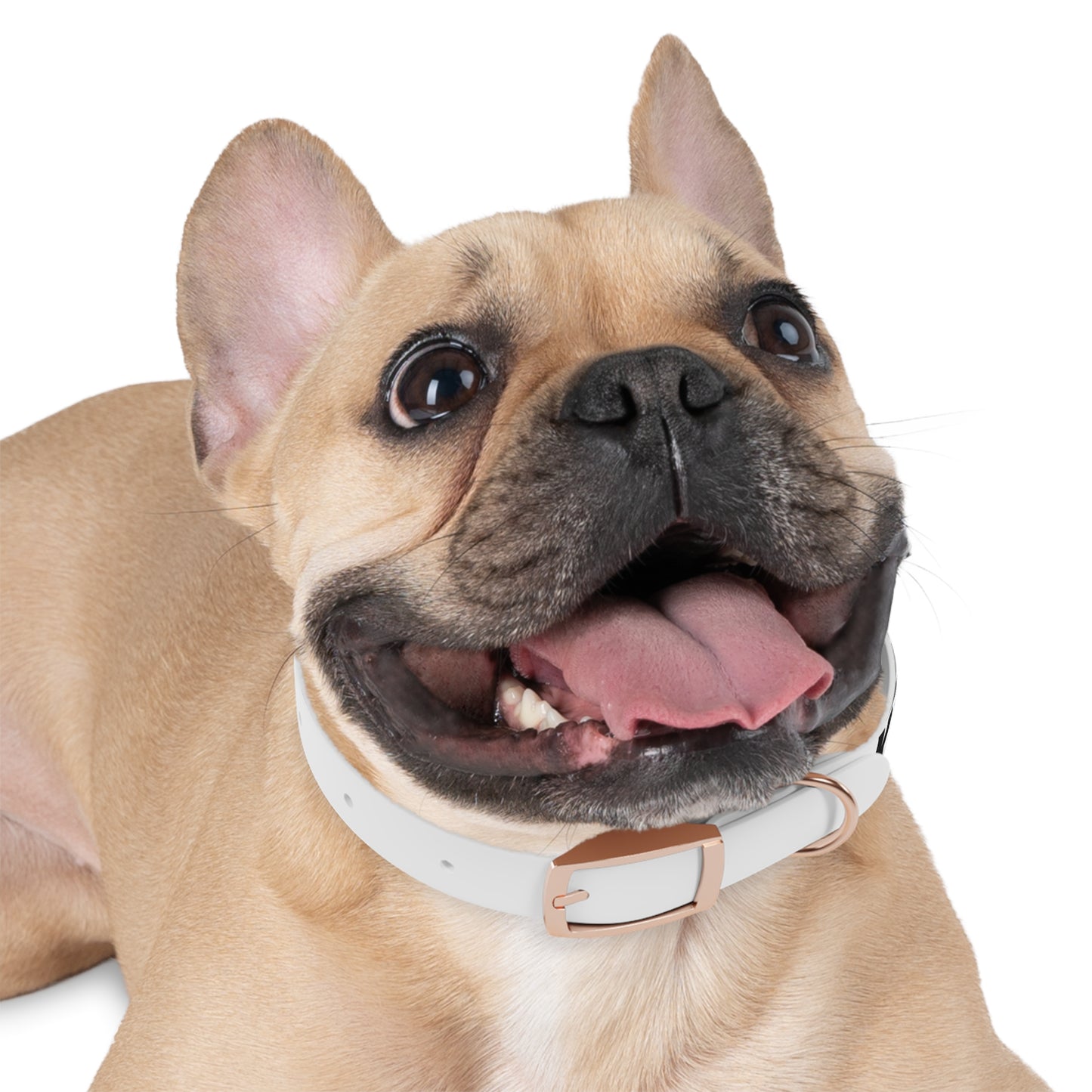 KaisPaws SMALL Dog Collar – Pet Accessory for Stylish Dogs