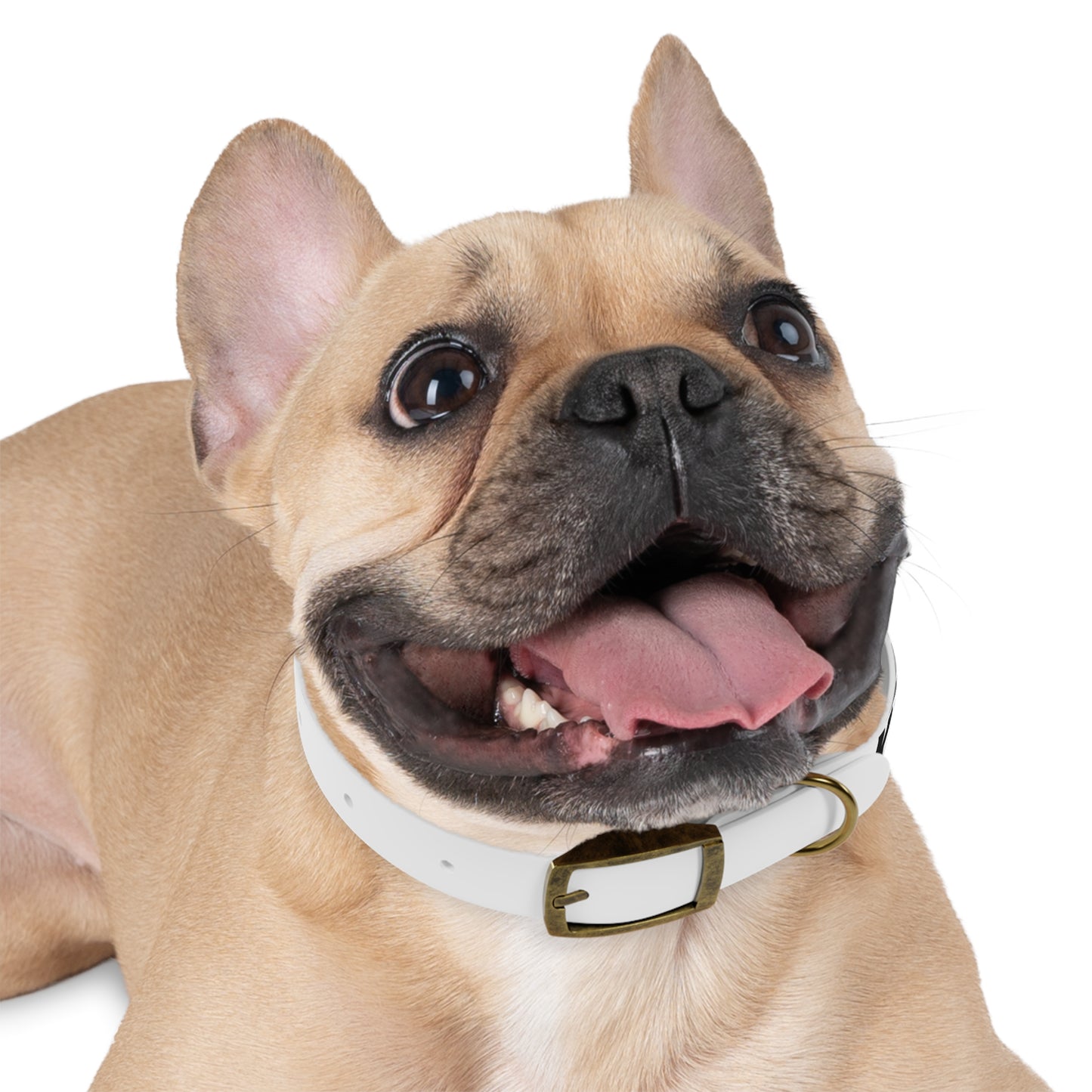 KaisPaws SMALL Dog Collar – Pet Accessory for Stylish Dogs