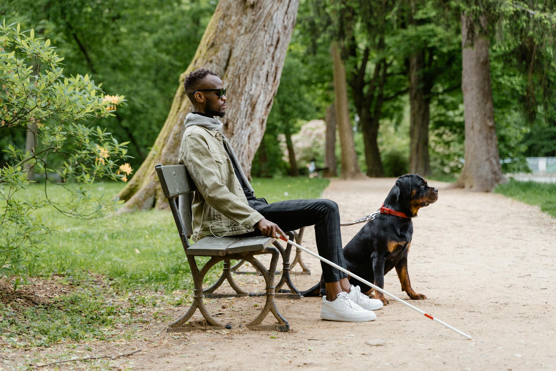 Man with white cane sitting with a Rottweiler Service Dog